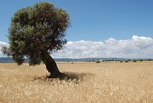 Lonely tree near Fasano