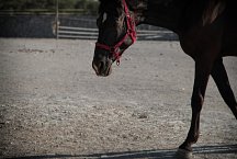 Masseria Prosperi_horse