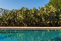 Masseria Marvicino_pool with Indian Fig